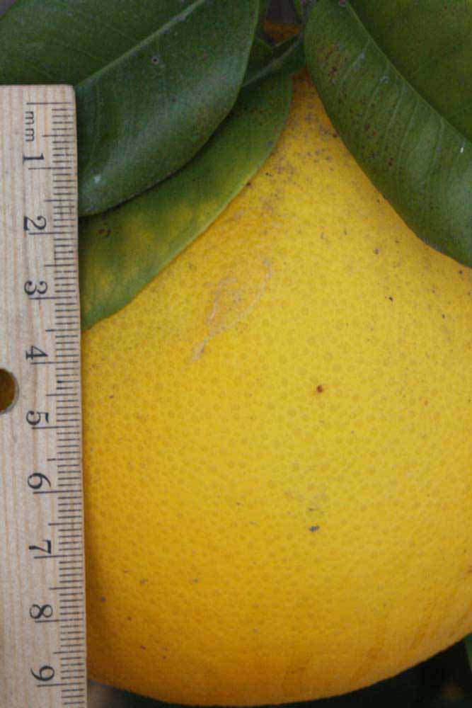              Fruit (Riverside, CA)       